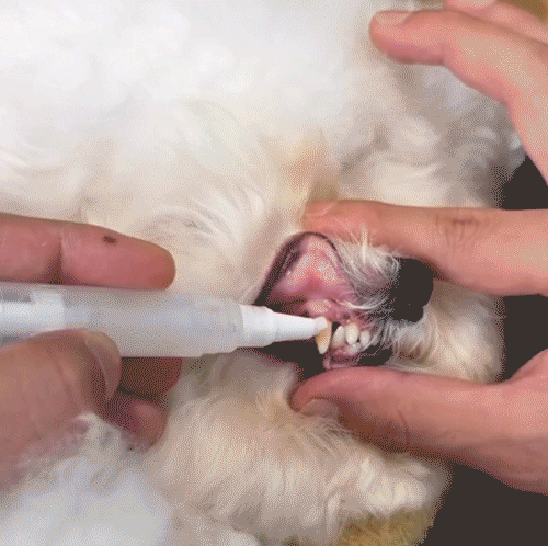 Pet Clean - Kit Premium de Canetas Dentais